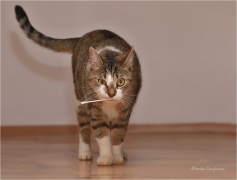 <p>Mia</p>